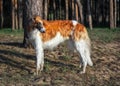 Russian Wolfhound Dog, Borzoi walk, Sighthound Royalty Free Stock Photo
