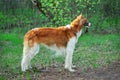 Russian Wolfhound Dog, Borzoi walk, Sighthound, Russkaya Psovaya Borzaya, Psovi. Hunter, Killer of wolves. One of the fastest hun Royalty Free Stock Photo