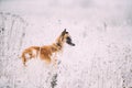 Russian Wolfhound Hunting Sighthound Russkaya Psovaya Borzaya Dog Royalty Free Stock Photo