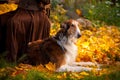 Russian Wolfhound Russkaya Psovaya Borzaya Dog lying in yellow leaves in sunny Autumn day