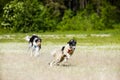 Russian wolfhounds lure coursing competition