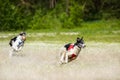 Russian wolfhounds lure coursing competition Royalty Free Stock Photo