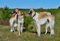 Russian wolfhounds dogs Royalty Free Stock Photo