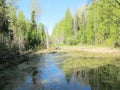 Russian wood spring clear day. Trees near the lake.