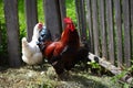 Russia, Flamy Rooster and some hens