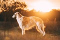 Russkaya Psovaya Borzaya Dog Outdoor. Summer Sunset Time. Russian Hunting Sighthound In Summer Sunset Sunrise Meadow