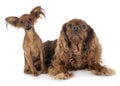 Russkiy Toy and cavalier king charles Royalty Free Stock Photo