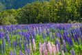 Russle Lupines at milfordsound Royalty Free Stock Photo