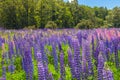 Russle Lupines at milfordsound Royalty Free Stock Photo