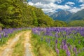 Russle Lupines at milfordsound Royalty Free Stock Photo