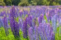 Russle Lupines at milfordsound Royalty Free Stock Photo