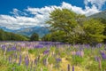 Russle Lupines at milfordsound Royalty Free Stock Photo