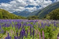 Russle Lupines at milfordsound Royalty Free Stock Photo