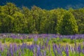 Russle Lupines at milfordsound Royalty Free Stock Photo