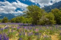 Russle Lupines at milfordsound Royalty Free Stock Photo