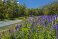 Russle Lupines at milfordsound Royalty Free Stock Photo