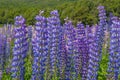 Russle Lupines at milfordsound Royalty Free Stock Photo