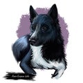 Russo-European Laika dog portrait isolated on white. Digital art illustration of hand drawn dog for web, t-shirt print and puppy