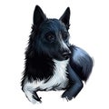 Russo-European Laika dog portrait isolated on white. Digital art illustration of hand drawn dog for web, t-shirt print and puppy