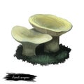 Russula aeruginea, tacky or grass green mushroom closeup digital art illustration. Boletus has light grey olive color. Mushrooming