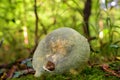Russula aeruginea Royalty Free Stock Photo