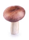 Russula amethystina mushroom Royalty Free Stock Photo