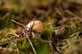 Russula atropurpurea, commonly called the blackish purple Russula or the purple brittlegill