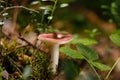 Russula atropurpurea, commonly called the blackish purple Russula or the purple brittlegill