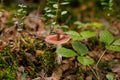 Russula atropurpurea, commonly called the blackish purple Russula or the purple brittlegill