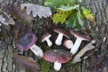 Russula atropurpurea mushrooms Royalty Free Stock Photo