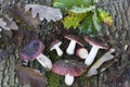 Russula atropurpurea mushrooms