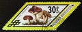 Russula cyanoxantha mushrooms, series, circa 1978 Royalty Free Stock Photo