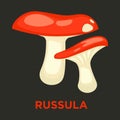 Russula edible mushroom flat vector icon