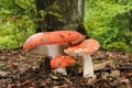 Russula emetica, commonly known as the sickener, emetic russula, or vomiting russula mushroom