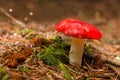 Russula Emetica Mushroom