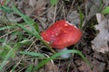 Russula Emetica - inedible mushroom Royalty Free Stock Photo