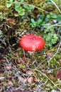 Russula emetica mushroom