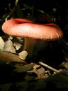 Russula emetica, pink-white mushroom hidden in deciduous forest