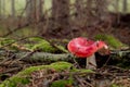 Russula emetica poisonous mushroom Royalty Free Stock Photo