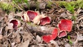 Russula Emetica a poisonous toadstool also known as The Sickener.