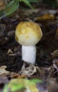 Russula foetens, commonly known as the stinking russula, is a common Russula mushroom found in deciduous and coniferous forests