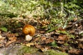 Russula foetens mushroom