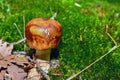 Russula foetens mushroom