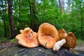 Russula foetens