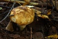 Russula foetens. Summer forest.