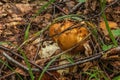 Russula foetens. Summer forest.