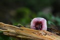 Russula fragilis mushroom