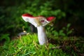 Red mushroom Russula russula in the forest close-up on a dark, with a shallow depth of field Royalty Free Stock Photo