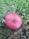 Russula growing in forest, mushroom, fungi