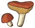 Russula hand drawn icon. Edible mushroom sketch